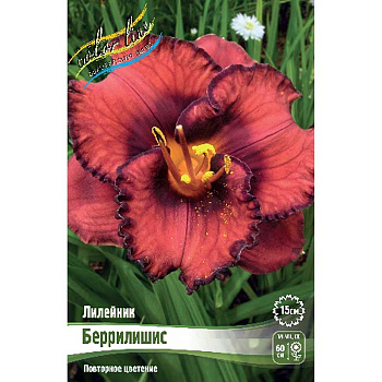 Лилейник Беррилишис I 1 шт