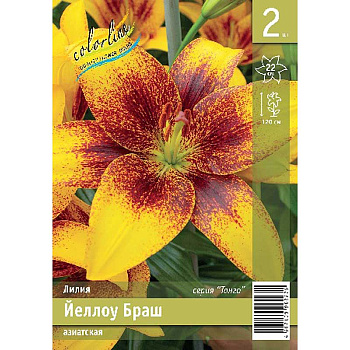 Лилия Йеллоу Браш 12/14 2 Эконом шт 
