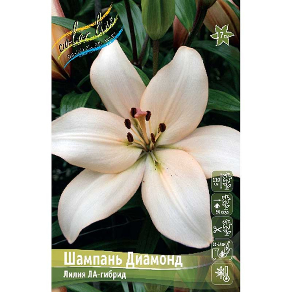 Лилия Шампань Диамонд 10/12 7 шт 