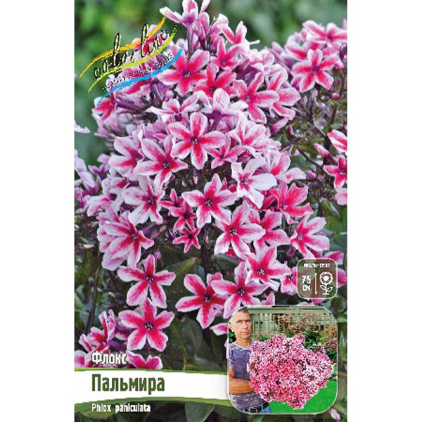 Флокс Пальмира I 1 шт