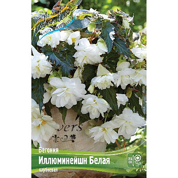 Бегония Иллюминейшн Белая 5/6 3 шт
