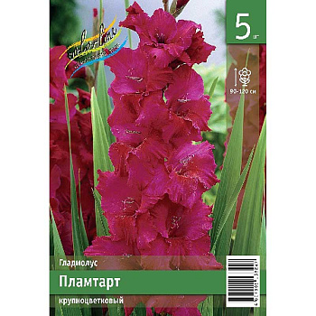 Гладиолус Пламтарт 10/12 5 Эконом шт 