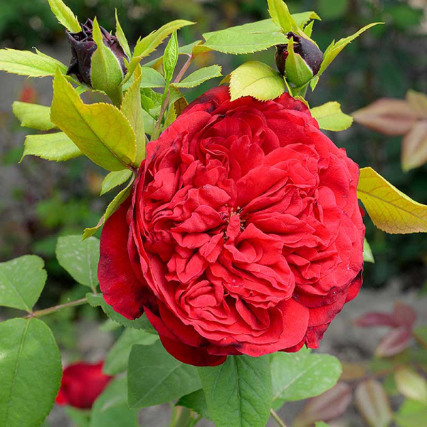 Роза Чайно-гибридная Травиата Садовита