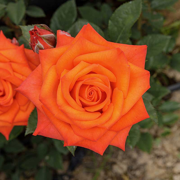 Роза чайно-гибридная Вау Садовита