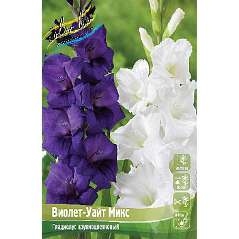 Гладиолус Виолет-Уайт Микс 12/14 100 шт Шоу-Бокс 14052