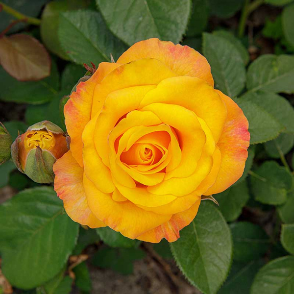 Роза спрей Тайфун Садовита