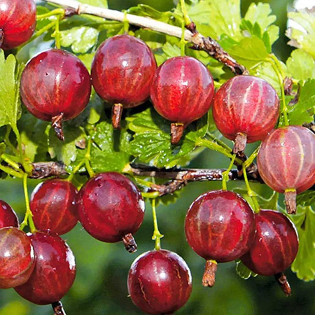 Крыжовник Колобок Садовита