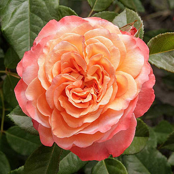 Роза чайно-гибридная Аугуста Луиза Садовита