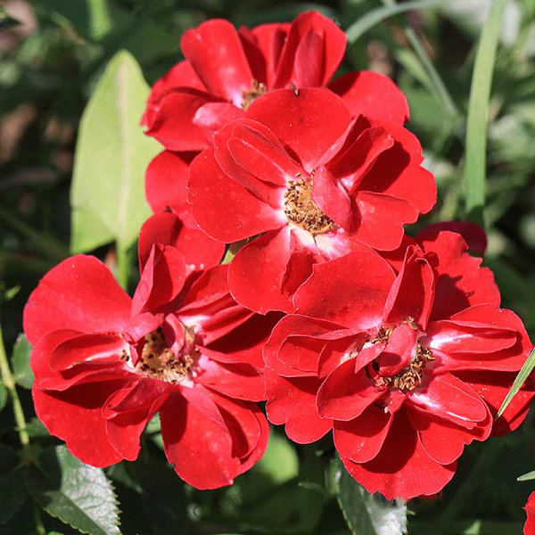 Роза почвопокровная Фейри Данс Садовита