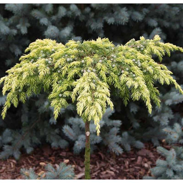 Можжевельник Прибрежный Санфлауэр P9 шт