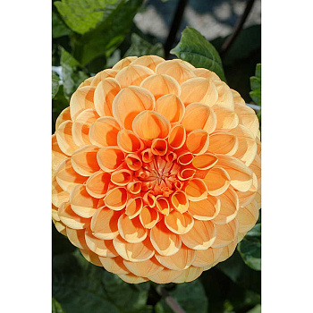 Георгина Сильвия I 1 шт Садовита