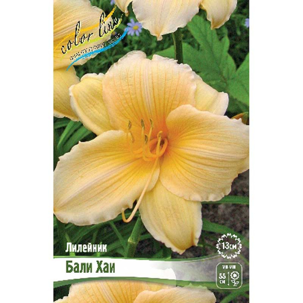 Лилейник Бали Хаи I 1 шт 