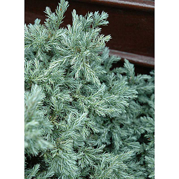 Кипарисовик Горохоплодный Бейби Блю С3 25-30cm