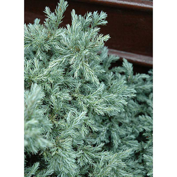 Кипарисовик Горохоплодный Бейби Блю С3 25-30cm