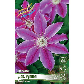 Клематис Док. Руппел I 2 шт 