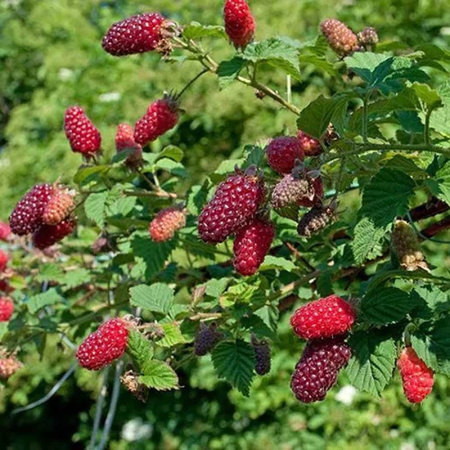 Ежемалина Тайберри Садовита