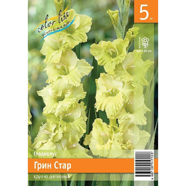 Гладиолус Грин Стар 10/12 5 Эконом шт