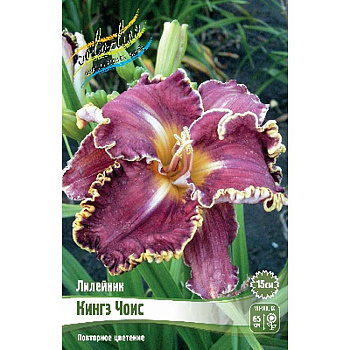 Лилейник Кингз Чоис I 1 шт 
