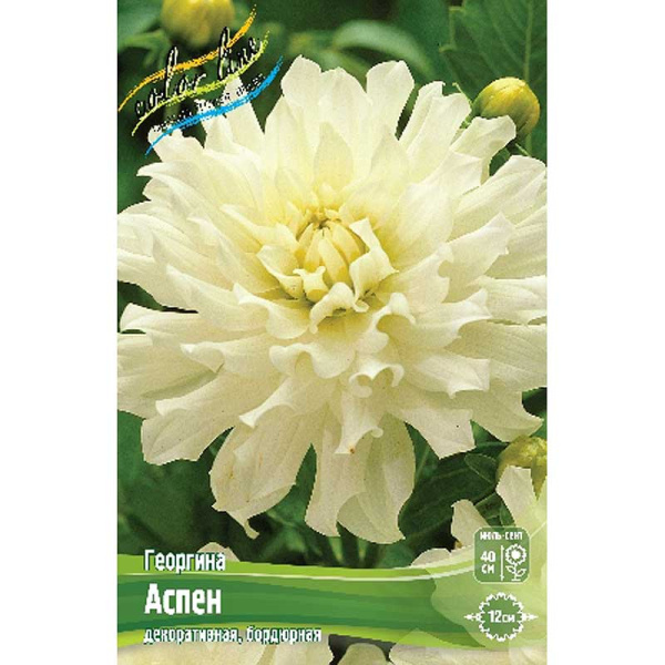 Георгина Аспен I 1 шт