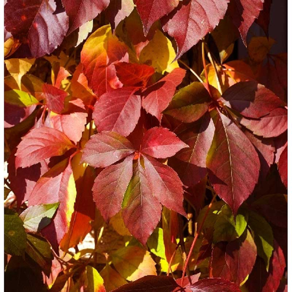 Девичий Виноград Рэд Уолл P9 шт