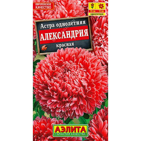 Астра Александрия красная Аэлита Ц 