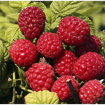 Малина Глен Ампл P12