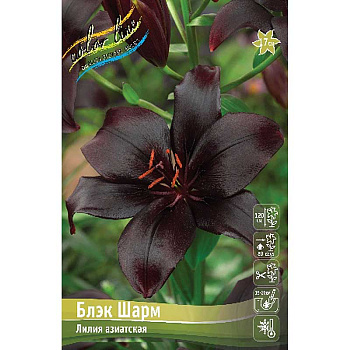 Лилия Блэк Шарм 16/18 25 шт Биг-Пак 14807 