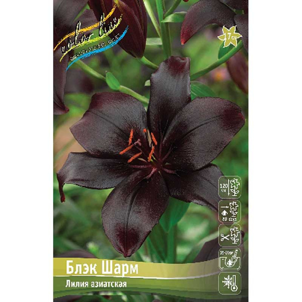 Лилия Блэк Шарм 16/18 25 шт Биг-Пак 14807 