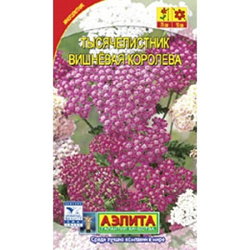 Тысячелистник Вишневая королева Аэлита Ц 