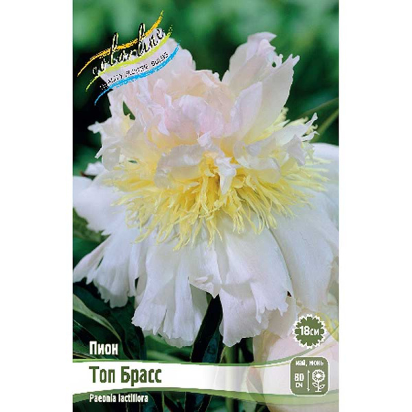 Пион Топ Брасс 2/3 n 1 шт