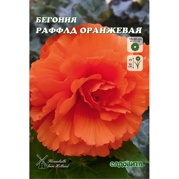 Бегония Раффлд Желтая 4/+ 2 шт Садовита 