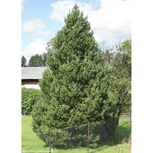 Сосна Горная Унцината P9