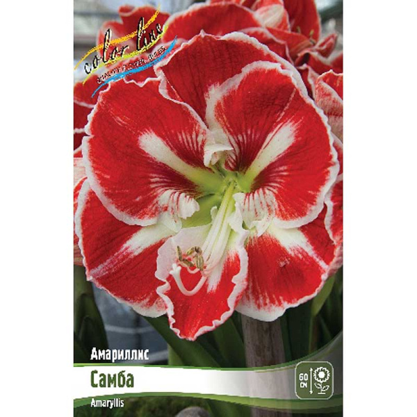 Амариллис Самба 22/24 8 шт Шоу-Бокс 5262