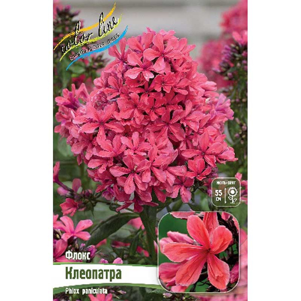 8057 Биг-Пак Флокс Клеопатра I 50 шт 