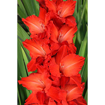 Гладиолус Н. И. Кузнецов 8/10 7 шт, Садовита 