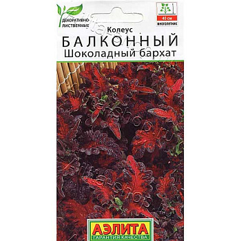 Колеус Шоколадный бархат Аэлита Ц 