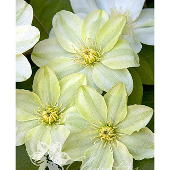 Клематис Джернсей Крем P9 шт