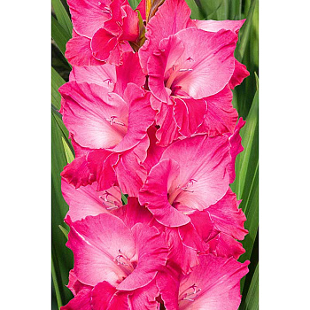 Гладиолус Фэйритэйл Пинк 12/14 100 шт Садовита Шоу-Бокс 13762 