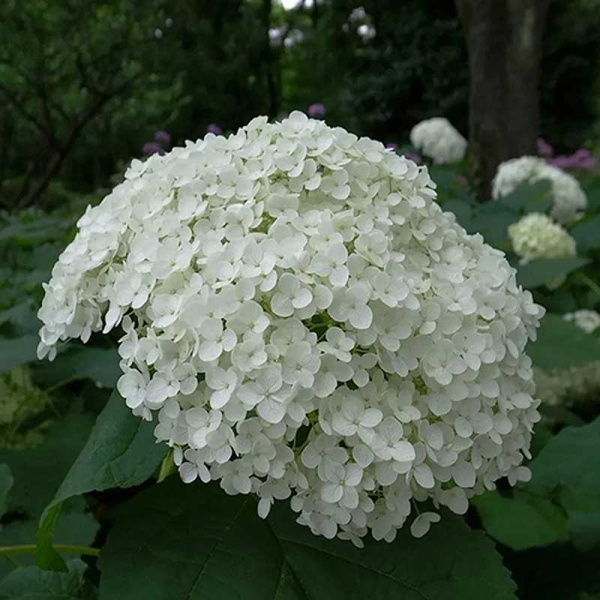 Гортензия Древовидная Стерилис P9 ,шт Садовита