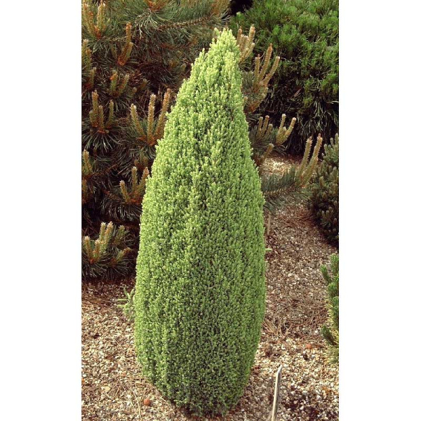 Можжевельник Обыкновенный Брюнхифрид Голд C3 25-30cm