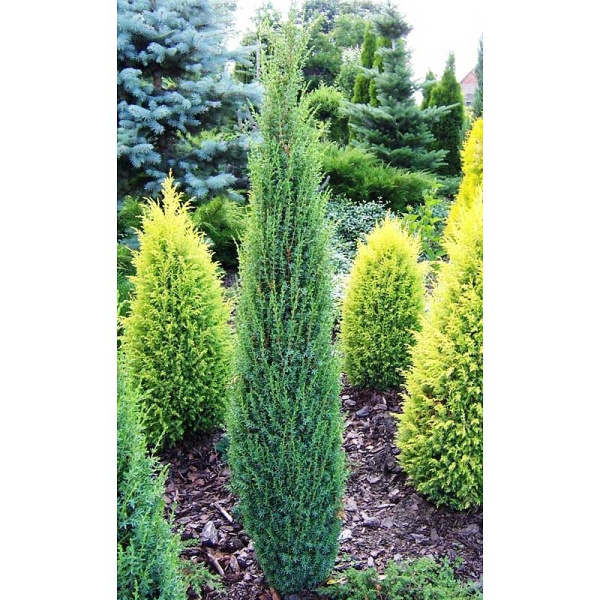 Можжевельник Обыкновенный Сентинел P9