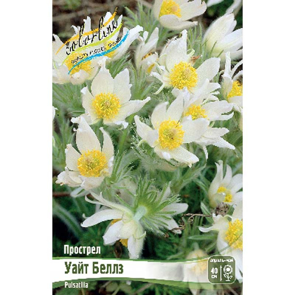 Прострел Уайт Беллз I 1 шт