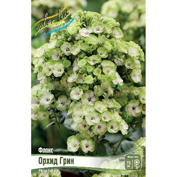 Флокс Орхид Грин I 2 шт