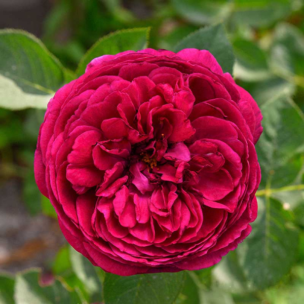 Роза шраб Уильям Шекспир 2000 (английская) Садовита