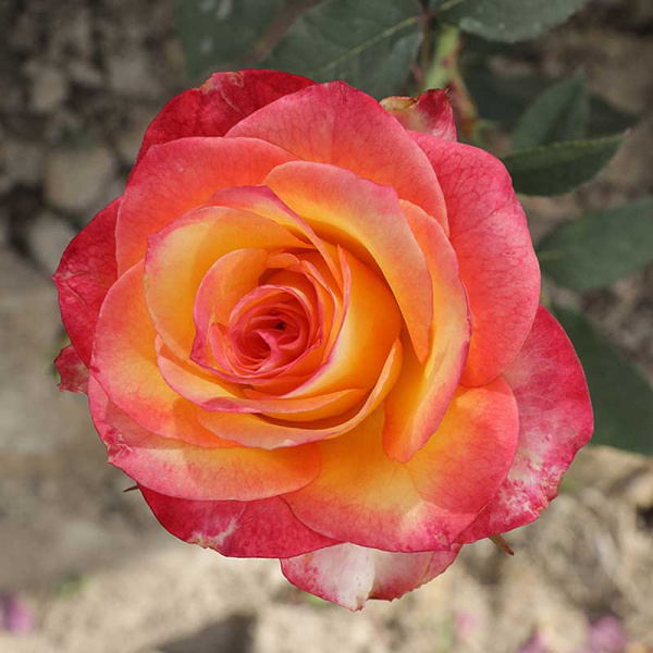 Роза чайно-гибридная Утопия Садовита