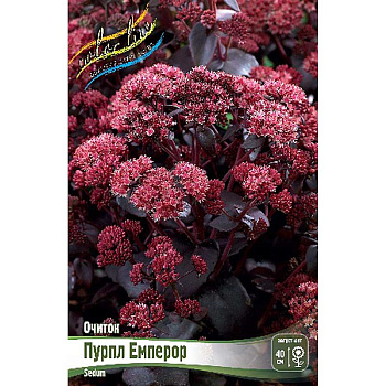 Очиток Пурпл Емперор I 1 шт