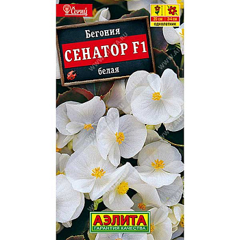 КОМ Бегония Сенатор белая Аэлита Ц 