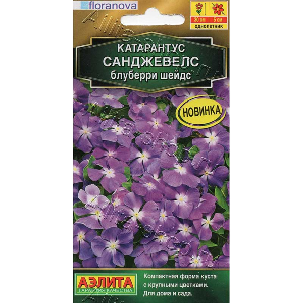 Катарантус Санджевелс блуберри шейдс Аэлита 