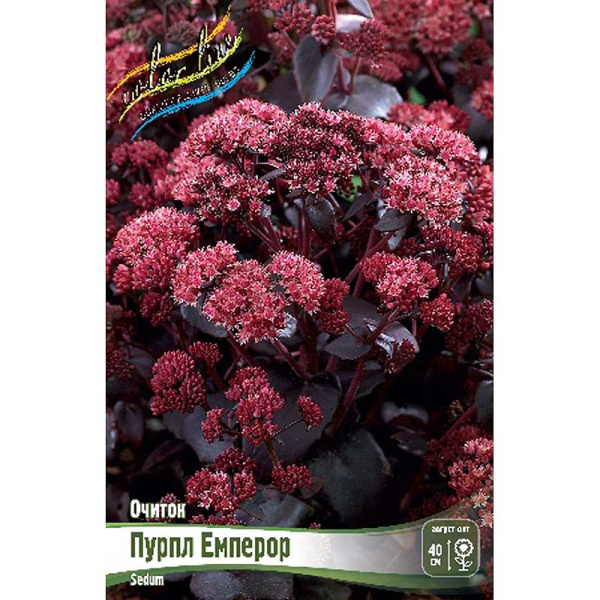 Очиток Пурпл Емперор I 1 шт