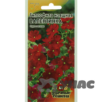 Гипсофила Валентинка  изящн.Удач сем Гавриш Ц 